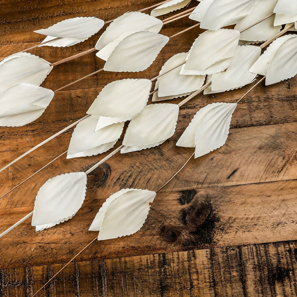 Bouquet Of Dried Thlaspi Arvense