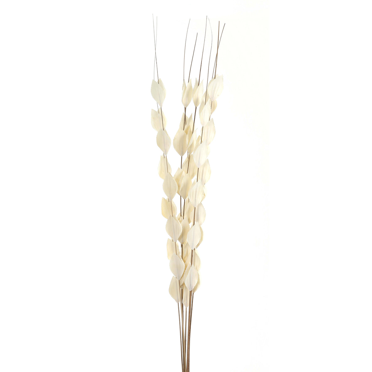 Bouquet Of Dried Thlaspi Arvense