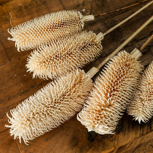 Bouquet Of Dried Tall Thistle