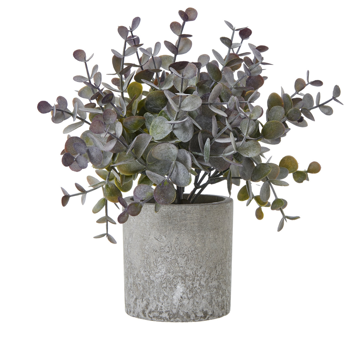 Small Eucalyptus Cinerea Plant In Grey Pot - PLAINLY DOES IT