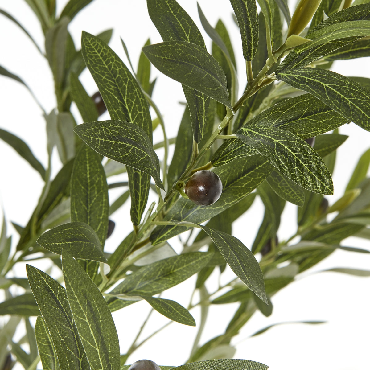 Apulia Olive Tree In White Pot 180Cm - PLAINLY DOES IT