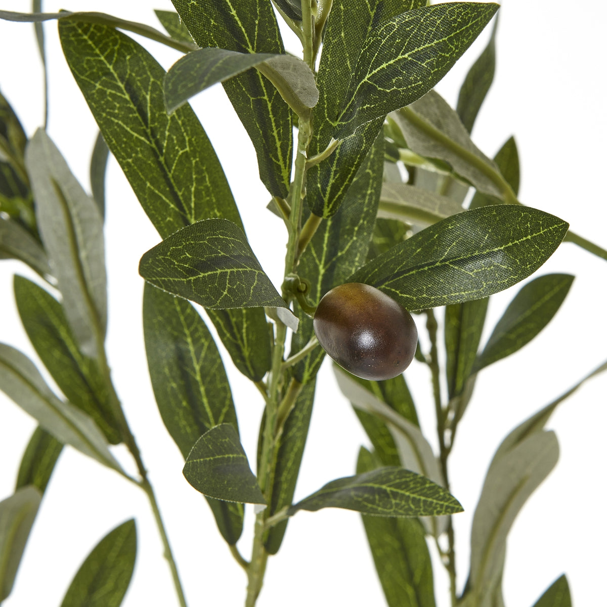 Apulia Olive Tree In White Pot 180Cm - PLAINLY DOES IT