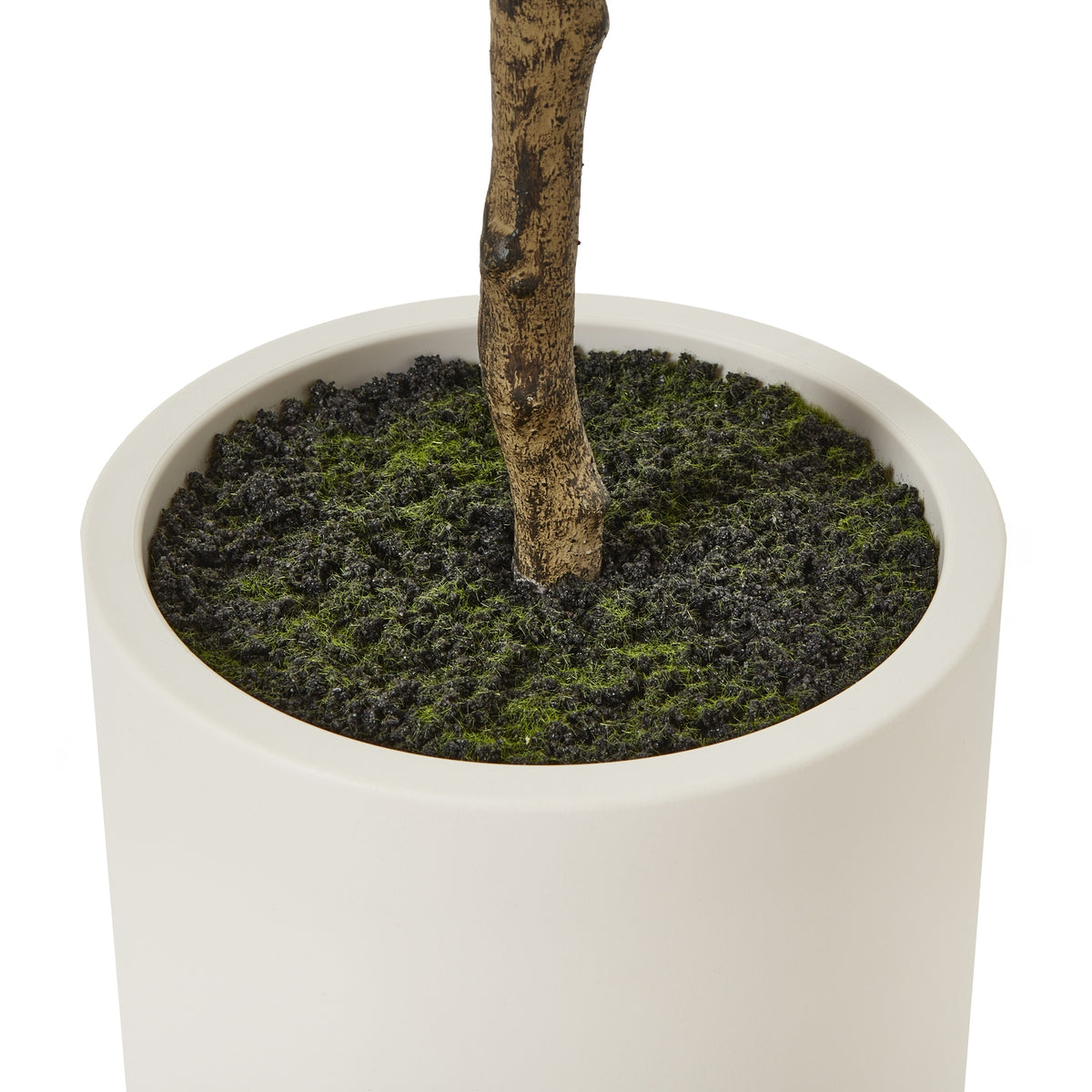 Apulia Olive Tree In White Pot 180Cm - PLAINLY DOES IT