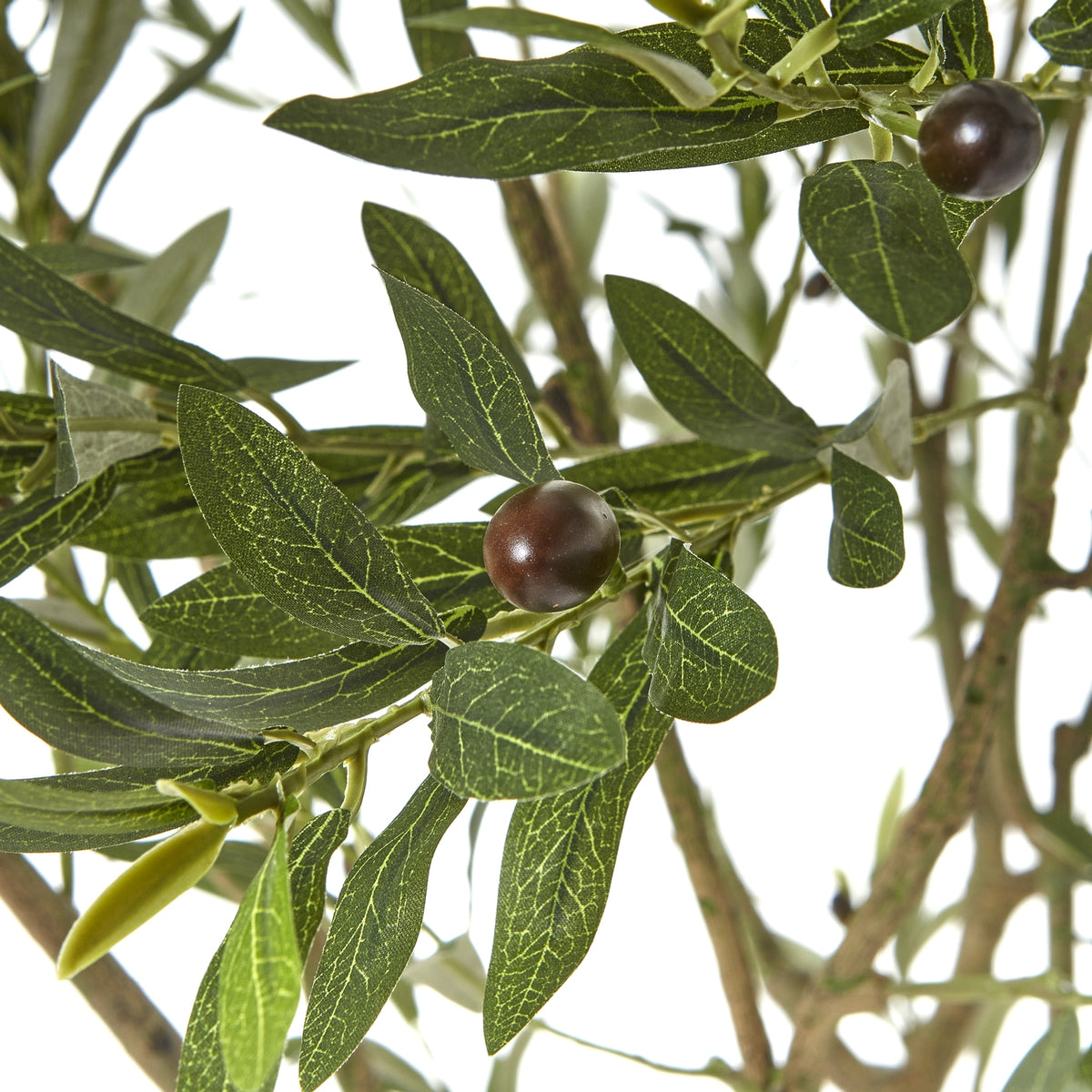 Apulia Olive Tree In White Pot 240Cm - PLAINLY DOES IT