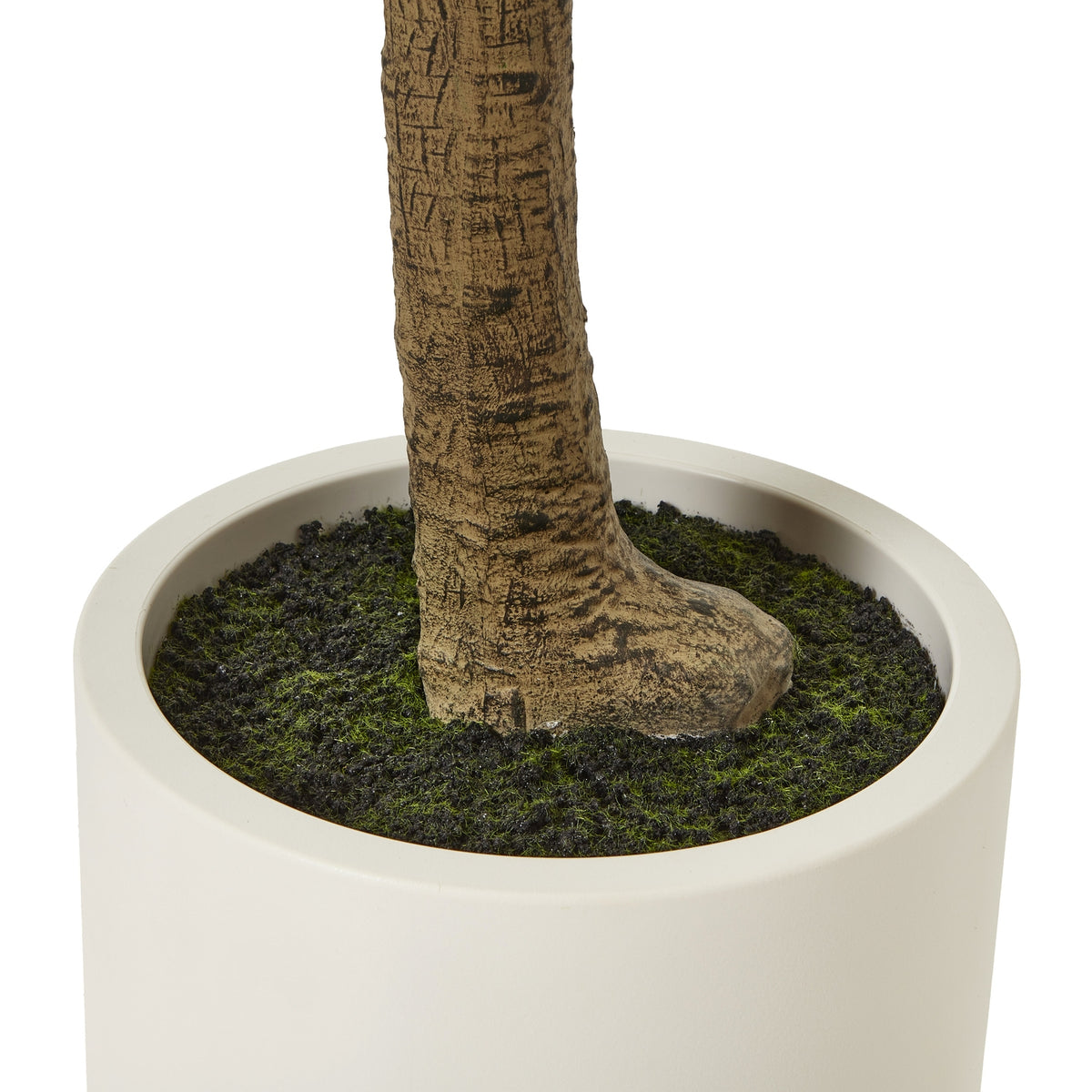 Apulia Olive Tree In White Pot 240Cm - PLAINLY DOES IT