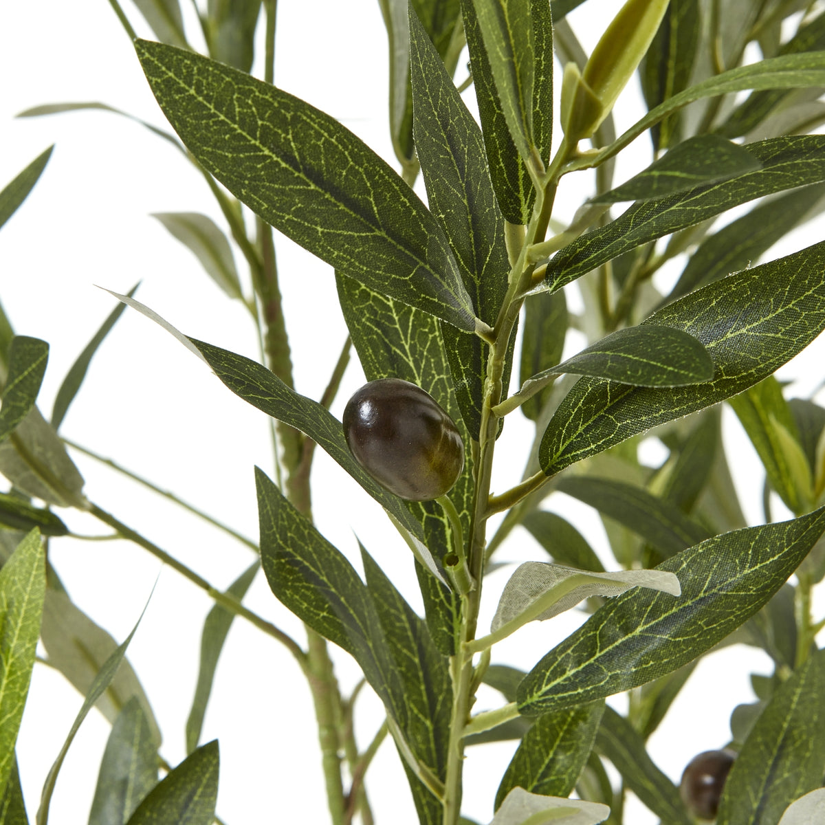 Apulia Olive Tree In White Pot 150Cm - PLAINLY DOES IT