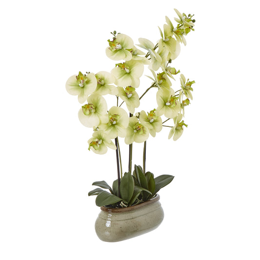 Large Green Orchid In Ceramic Pot - PLAINLY DOES IT