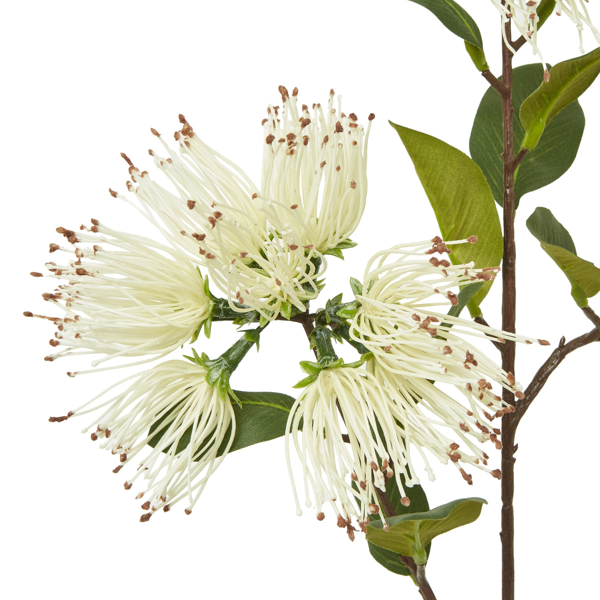 Cream Faux Protea Nitida Spray - PLAINLY DOES IT