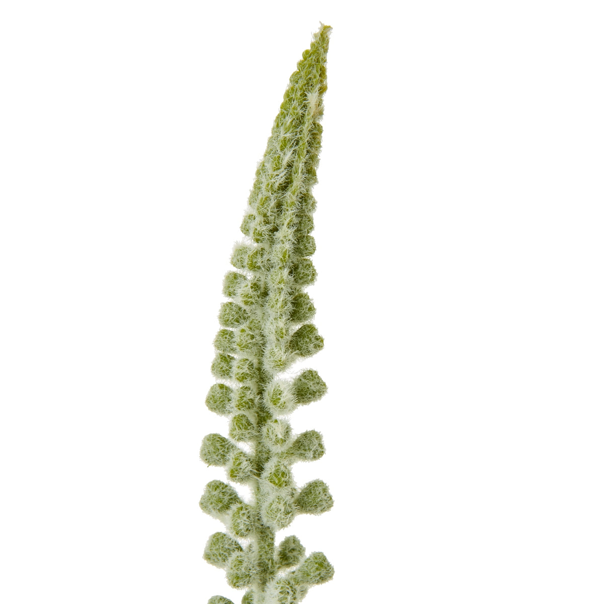 White Faux Eremurus Stem - PLAINLY DOES IT