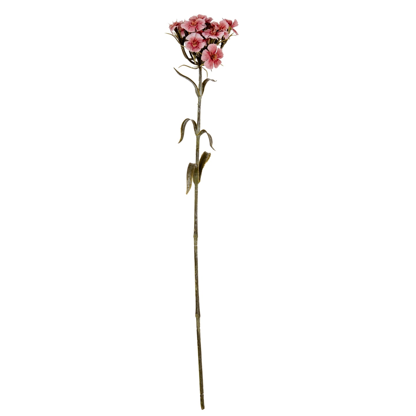 Pink Dianthus Spray