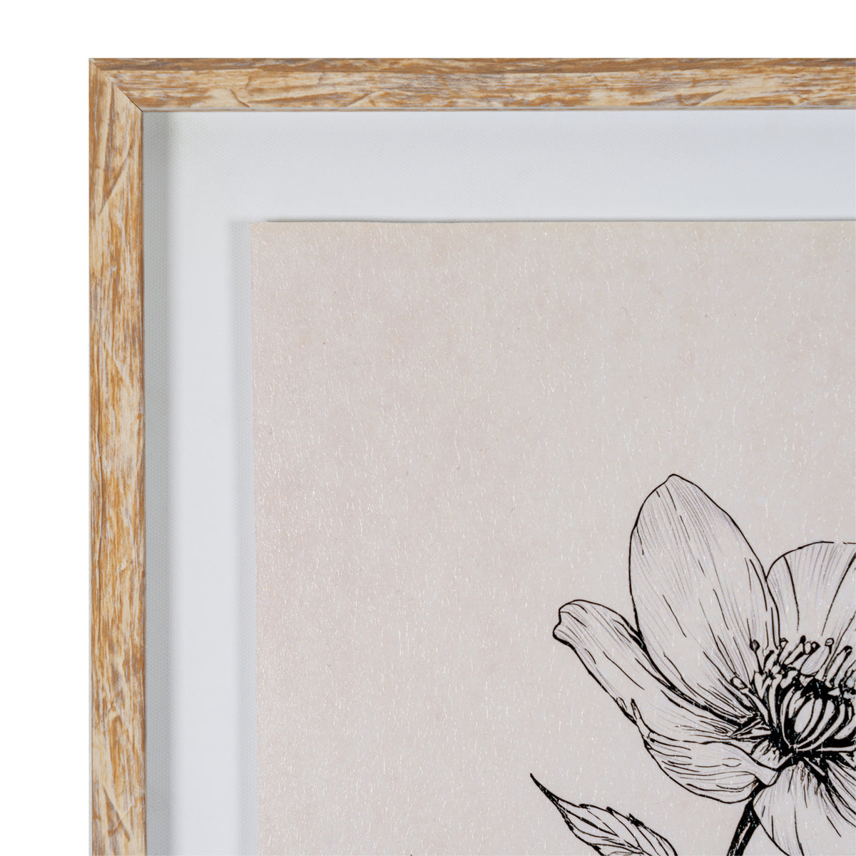 Sketchbook Hellebore in Frame