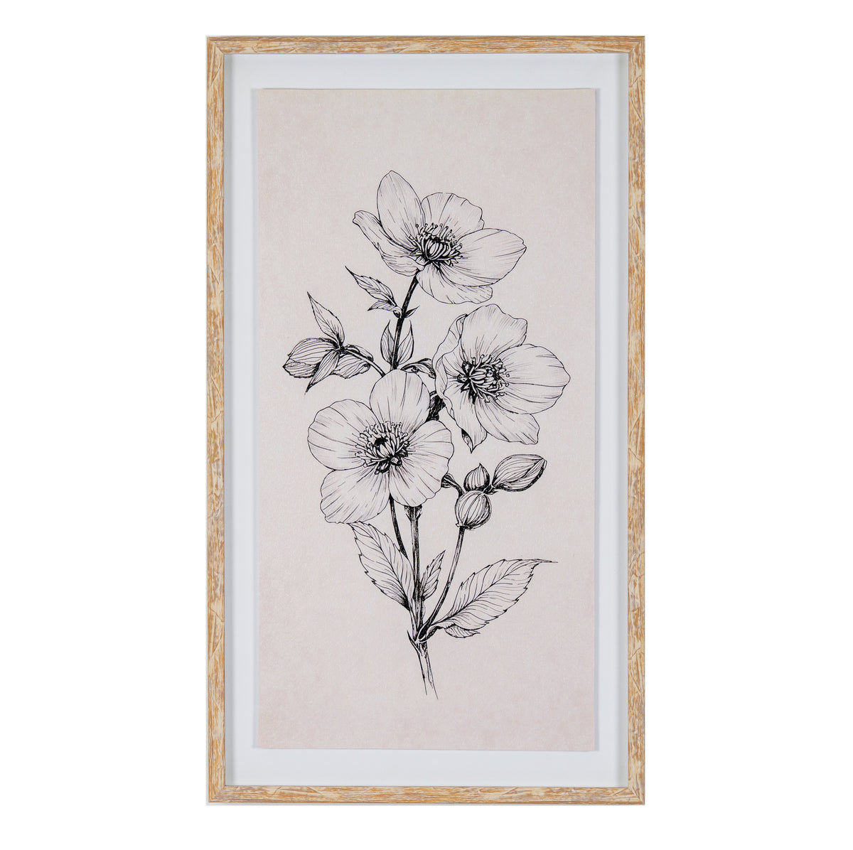 Sketchbook Hellebore in Frame