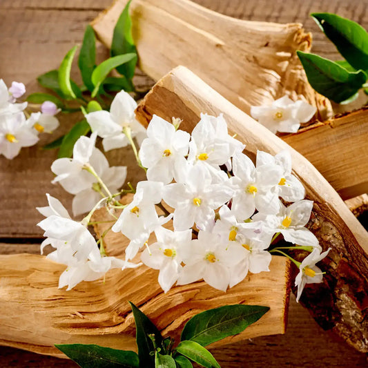 Valentte Jasmine & Rosewood fragrance lifestyle image