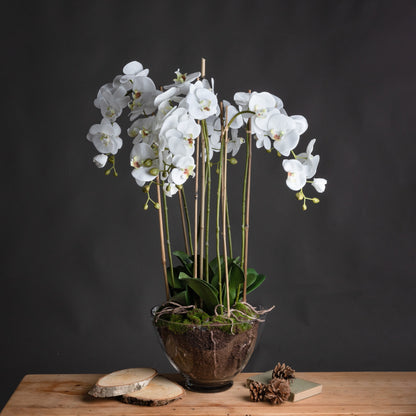 Large White Faux Orchid in Glass Pot, 88cm
