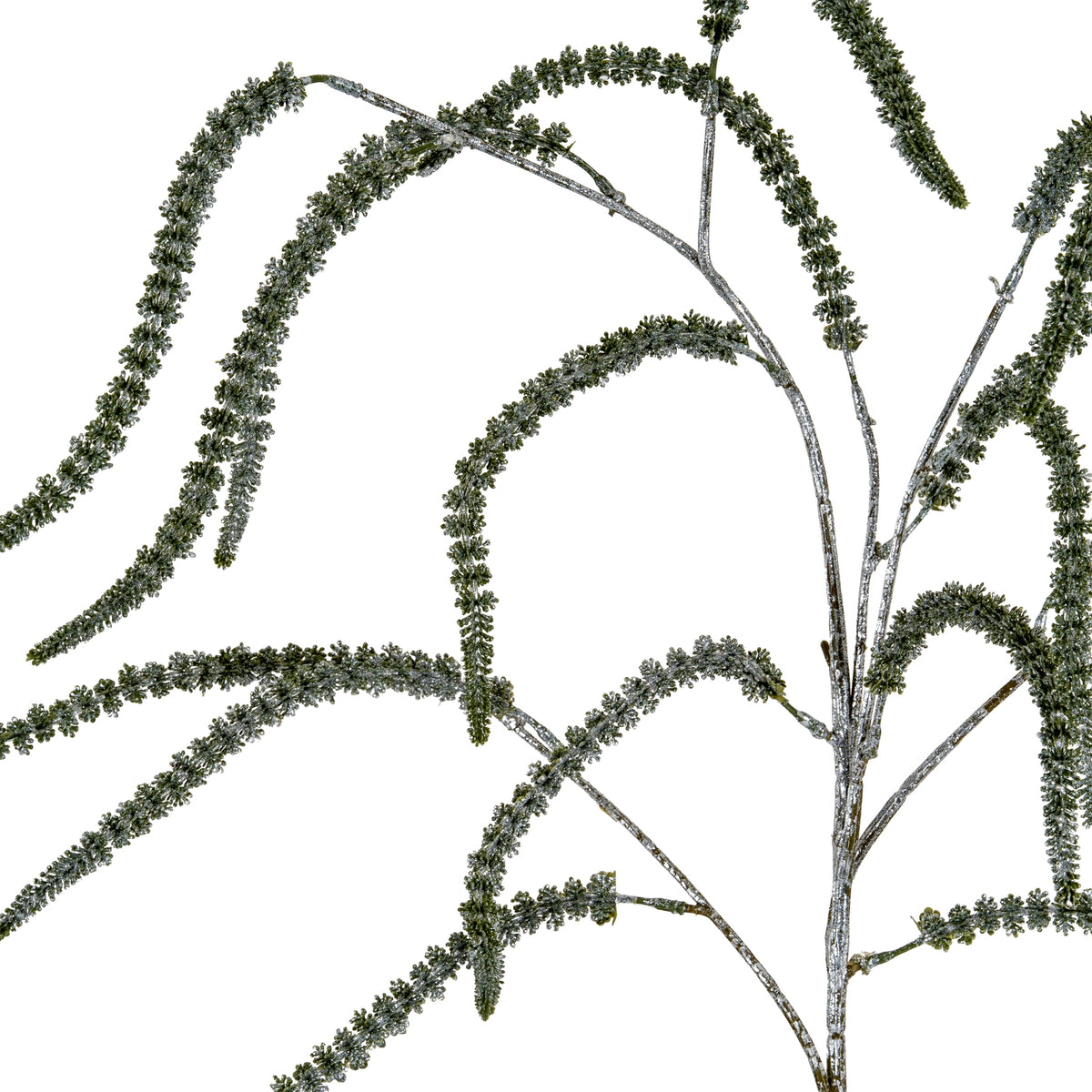 Festive Amaranthus - PLAINLY DOES IT