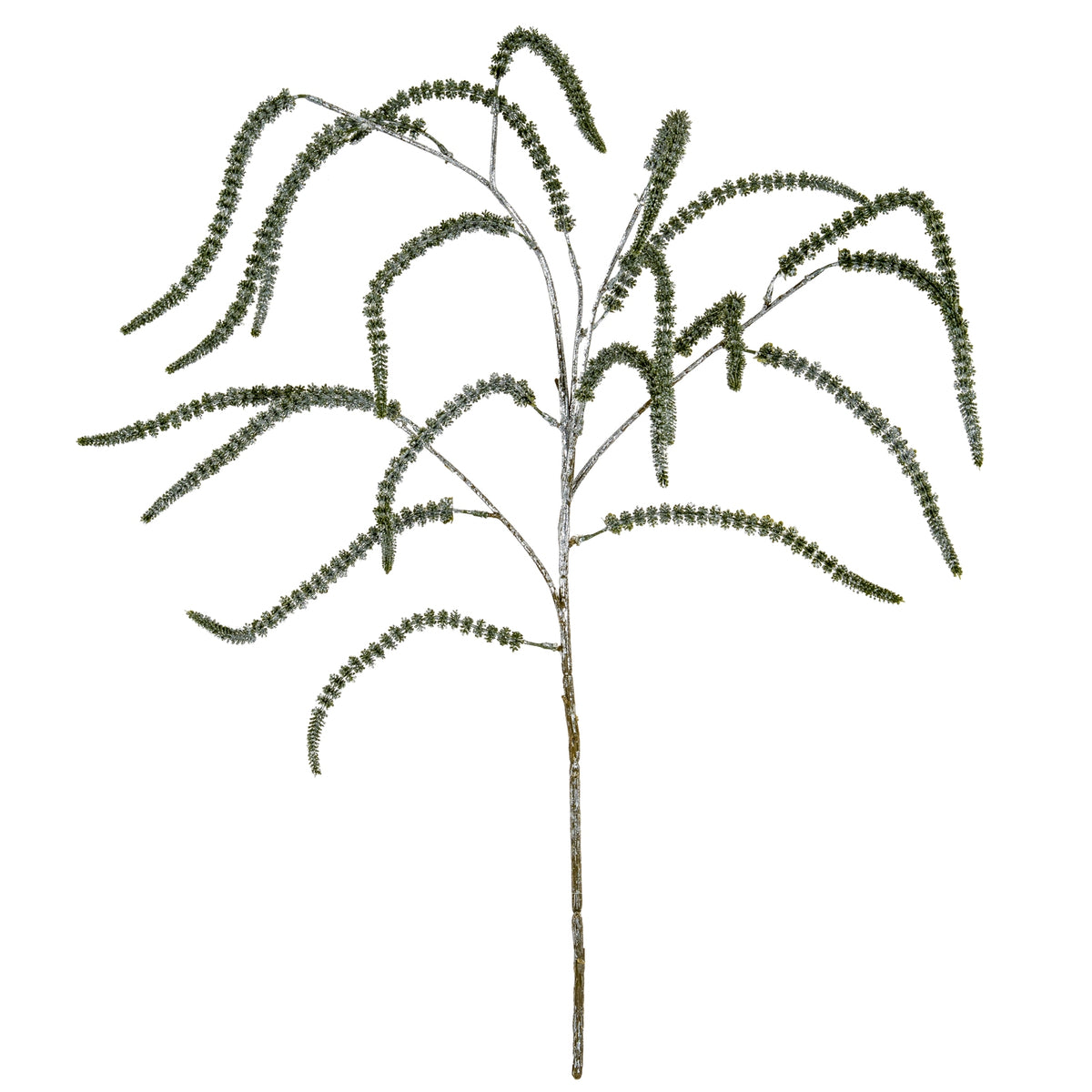 Festive Amaranthus - PLAINLY DOES IT