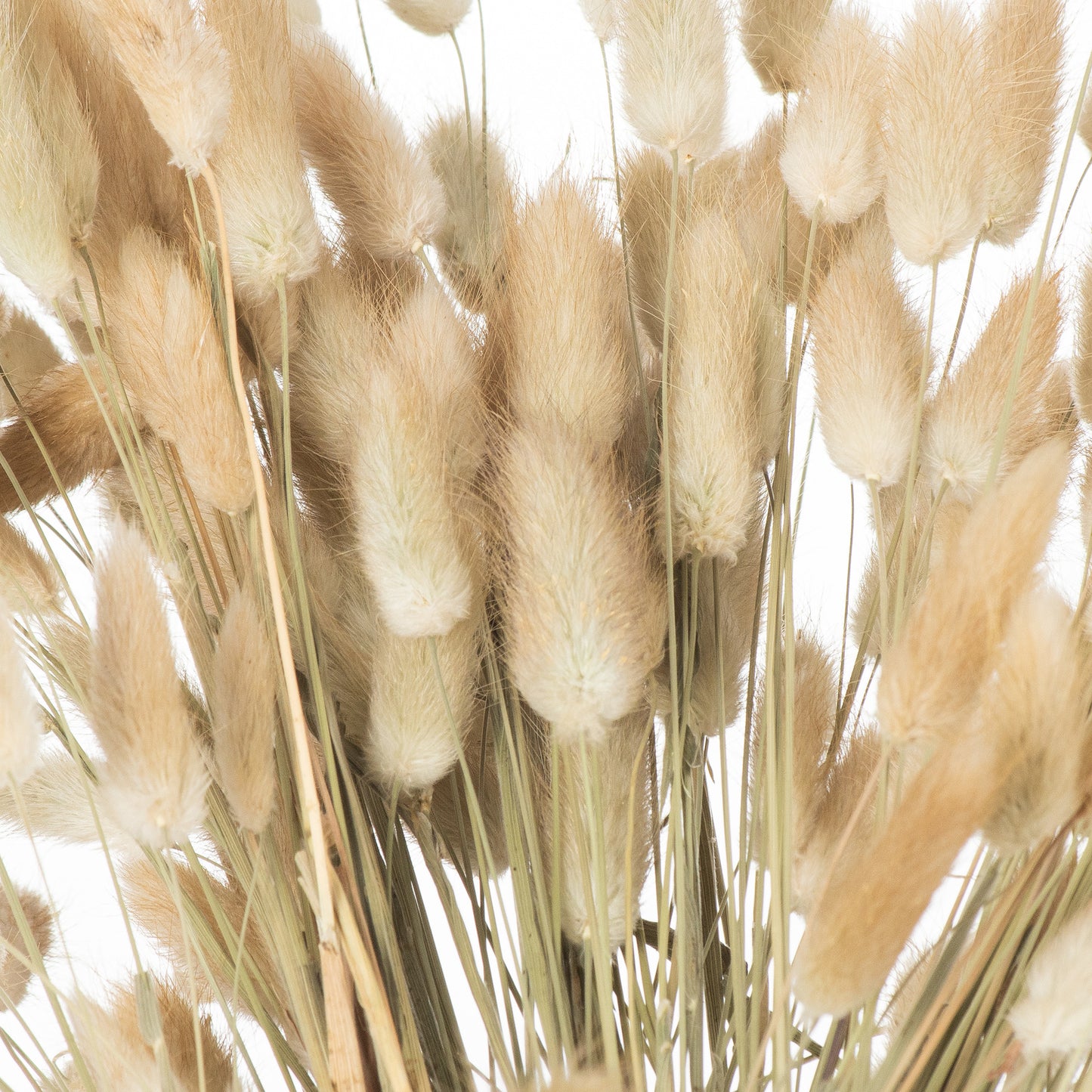 Dried Natural Bunny Tail Grass, Bunch of 40, 60cm
