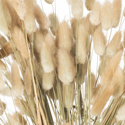 Dried Natural Bunny Tail Grass, Bunch of 40, 60cm