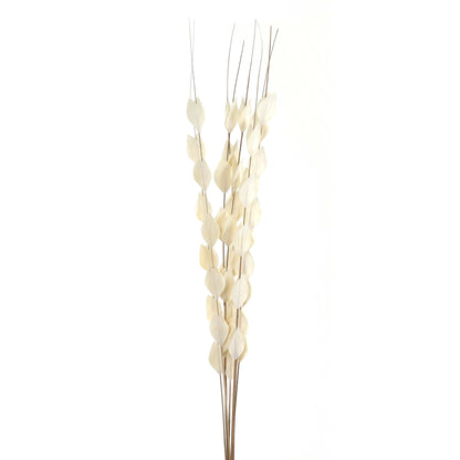 Bouquet Of Dried Thlaspi Arvense