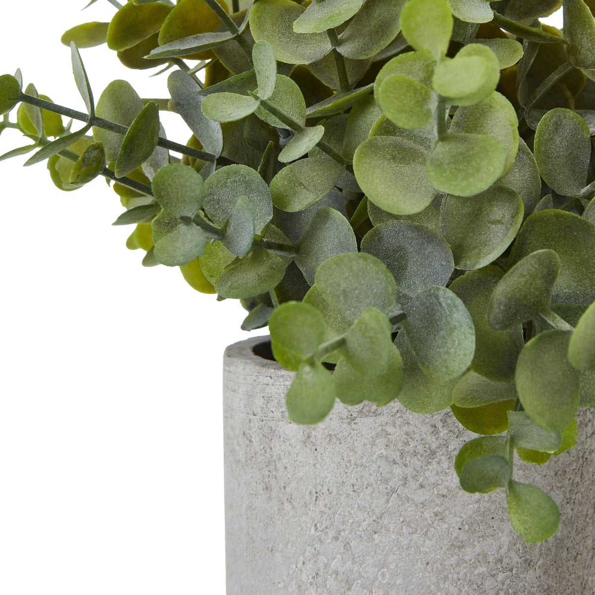Small Button Eucalyptus Plant In Grey Pot - PLAINLY DOES IT