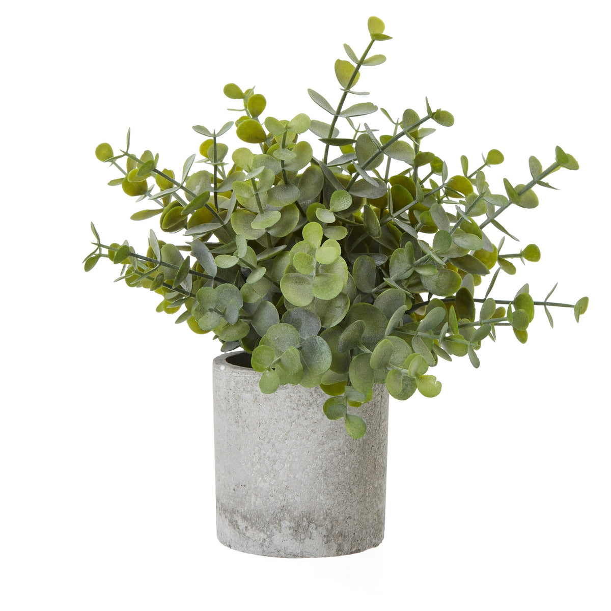 Small Button Eucalyptus Plant In Grey Pot - PLAINLY DOES IT