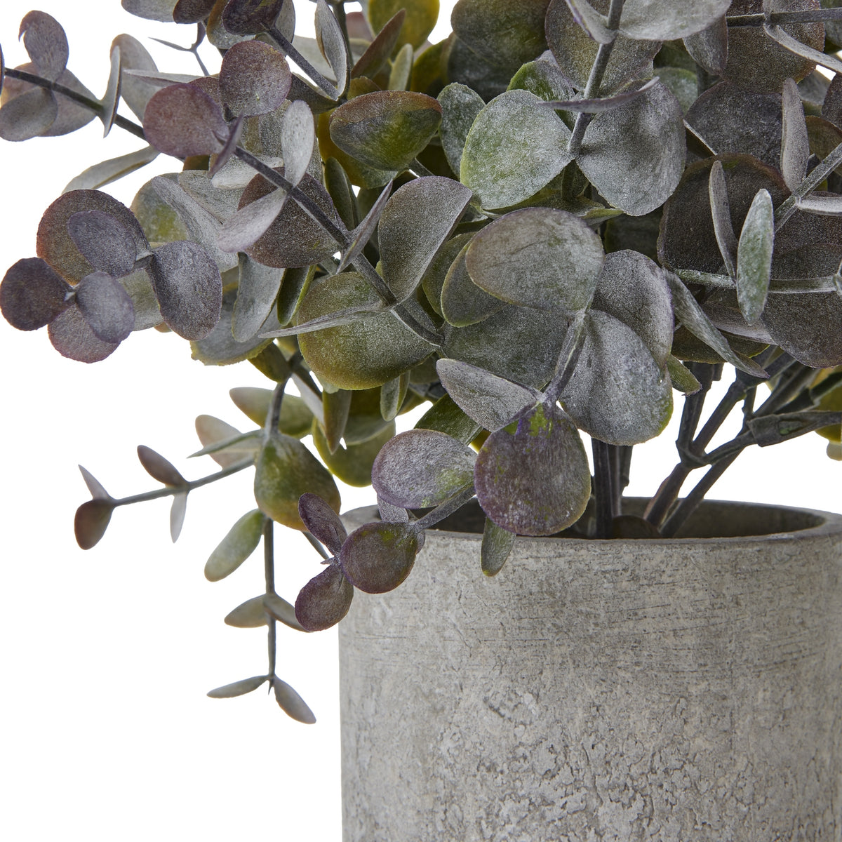 Small Eucalyptus Cinerea Plant In Grey Pot - PLAINLY DOES IT