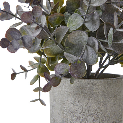Small Eucalyptus Cinerea Plant In Grey Pot - PLAINLY DOES IT