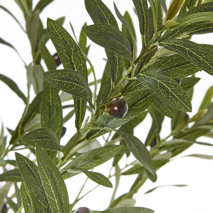 Apulia Olive Tree In White Pot 180Cm - PLAINLY DOES IT