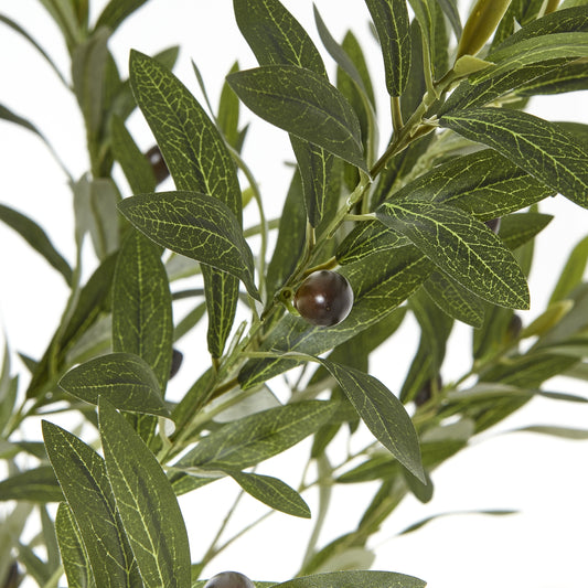 Apulia Olive Tree In White Pot 180Cm - PLAINLY DOES IT