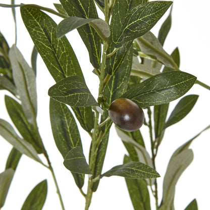 Apulia Olive Tree In White Pot 180Cm - PLAINLY DOES IT