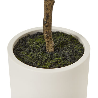 Apulia Olive Tree In White Pot 180Cm - PLAINLY DOES IT