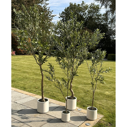 Apulia Olive Tree In White Pot 180Cm - PLAINLY DOES IT