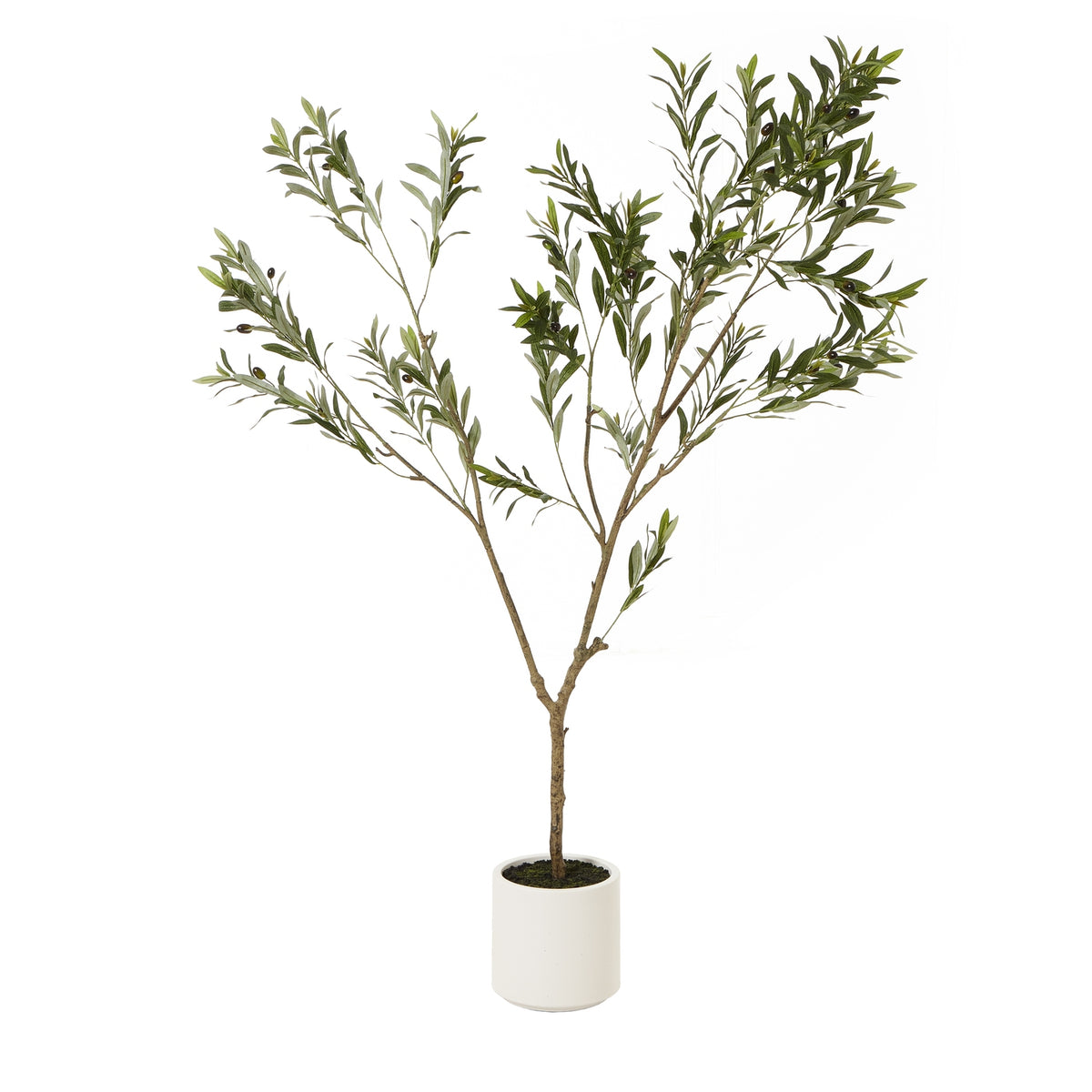 Apulia Olive Tree In White Pot 180Cm - PLAINLY DOES IT