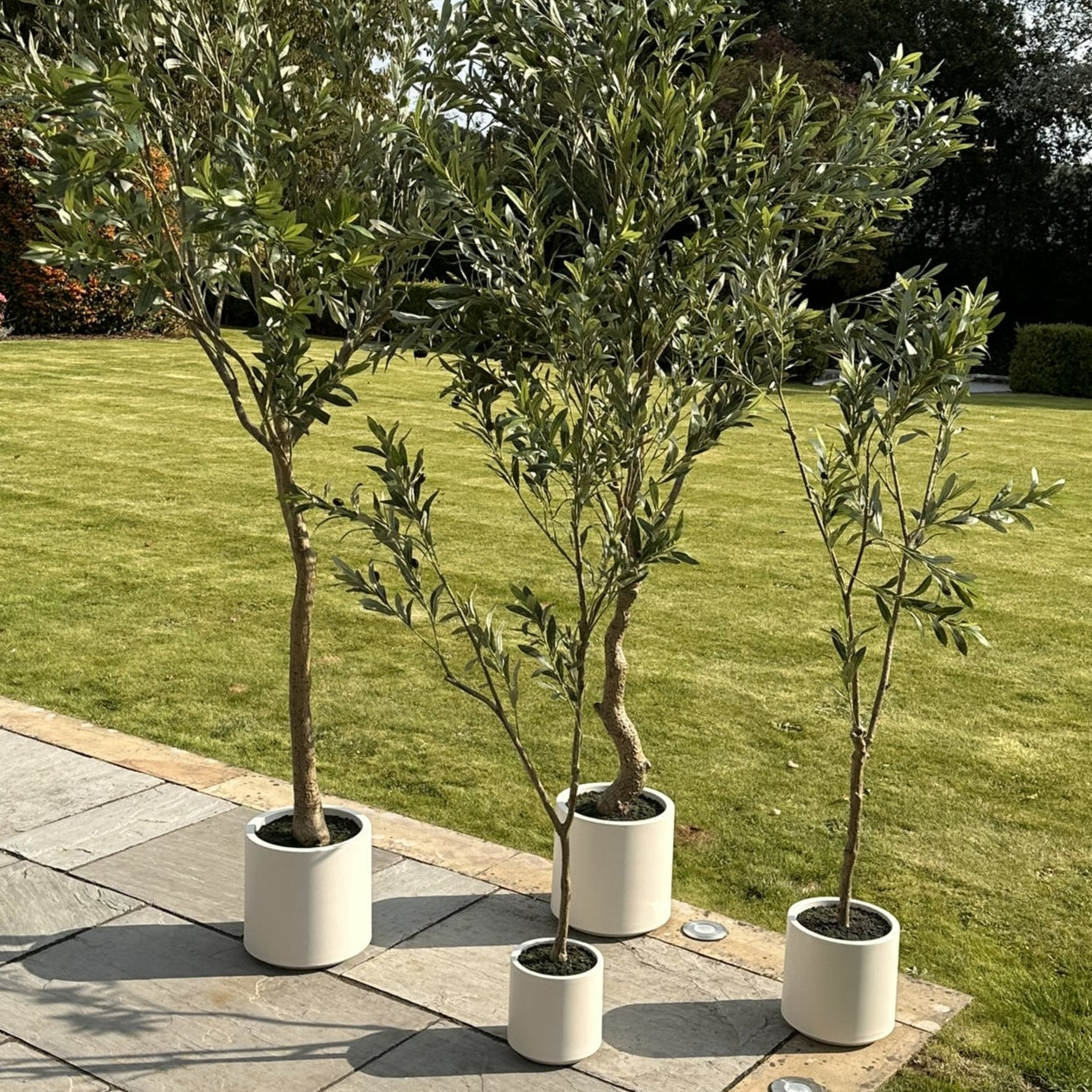 Apulia Olive Tree In White Pot 210Cm