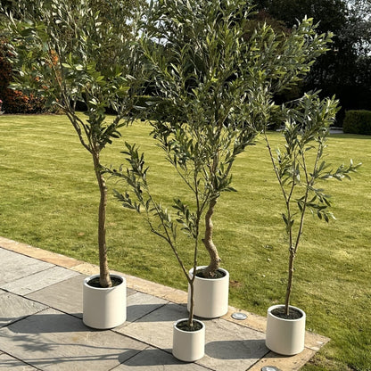 Apulia Olive Tree In White Pot 210Cm