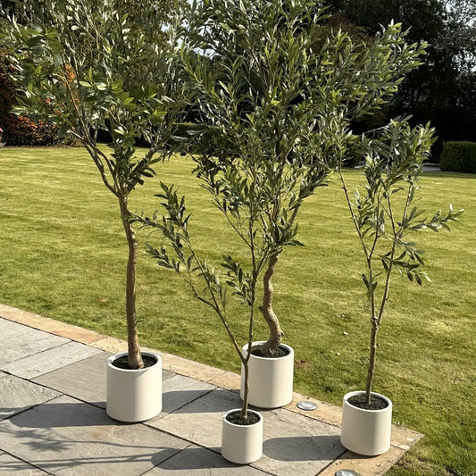 Apulia Olive Tree In White Pot 210Cm