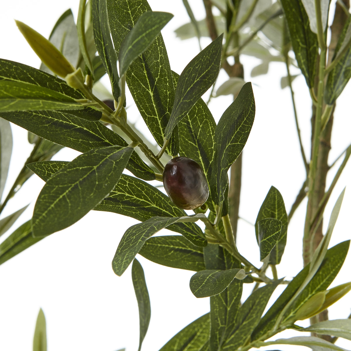 Apulia Olive Tree In White Pot 200Cm - PLAINLY DOES IT