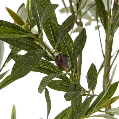 Apulia Olive Tree In White Pot 200Cm - PLAINLY DOES IT