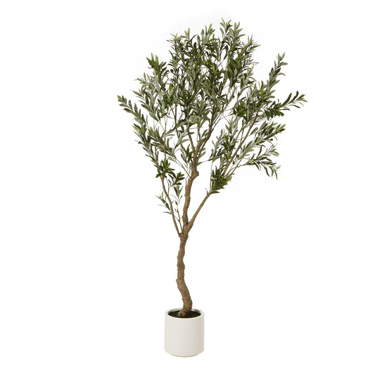 Apulia Olive Tree In White Pot 200Cm - PLAINLY DOES IT