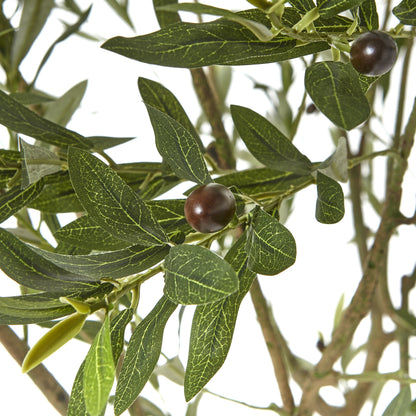 Apulia Olive Tree In White Pot 240Cm - PLAINLY DOES IT