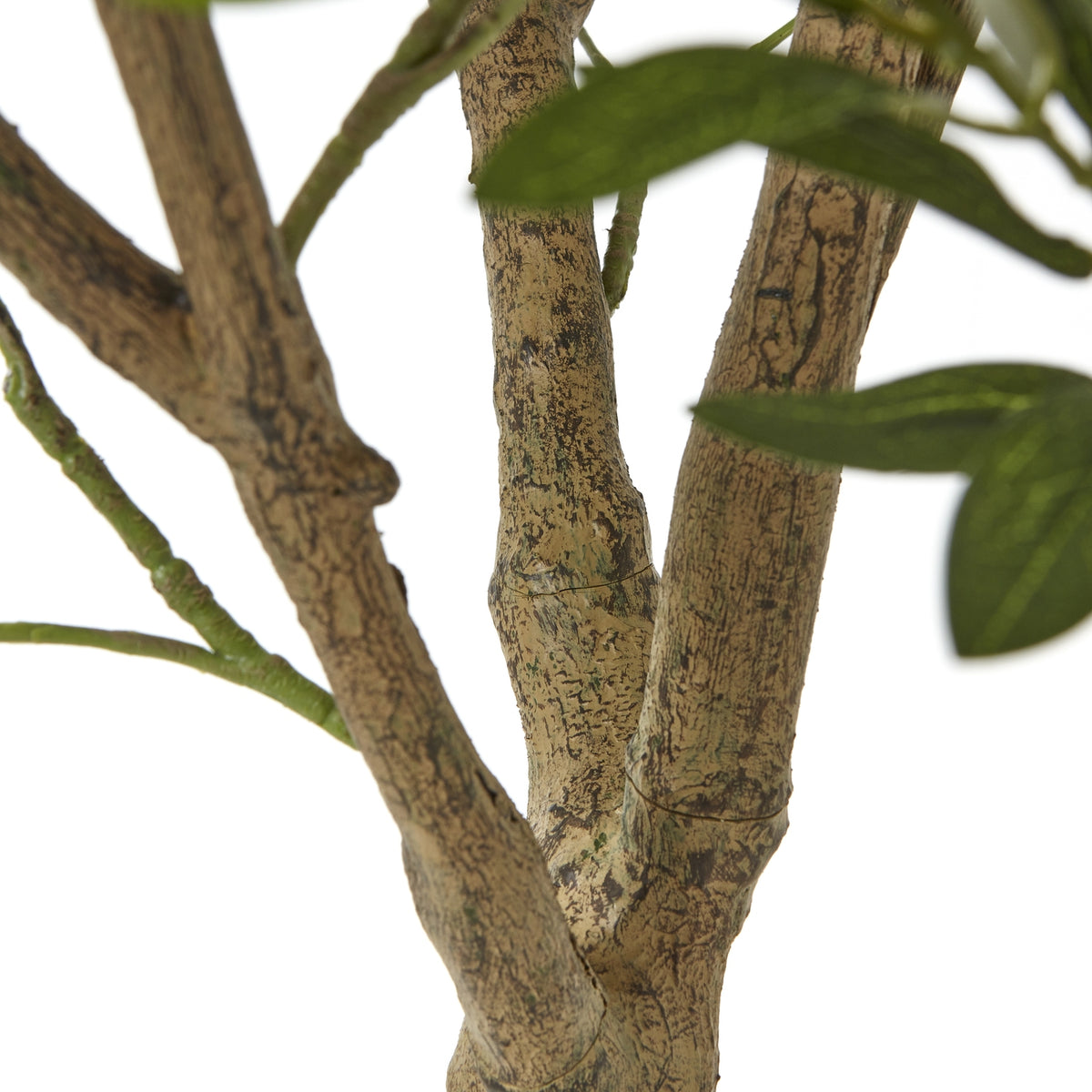 Apulia Olive Tree In White Pot 240Cm - PLAINLY DOES IT