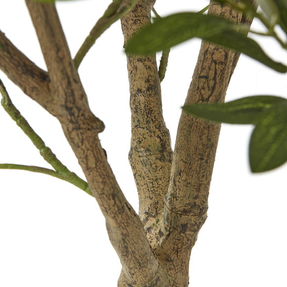 Apulia Olive Tree In White Pot 240Cm - PLAINLY DOES IT