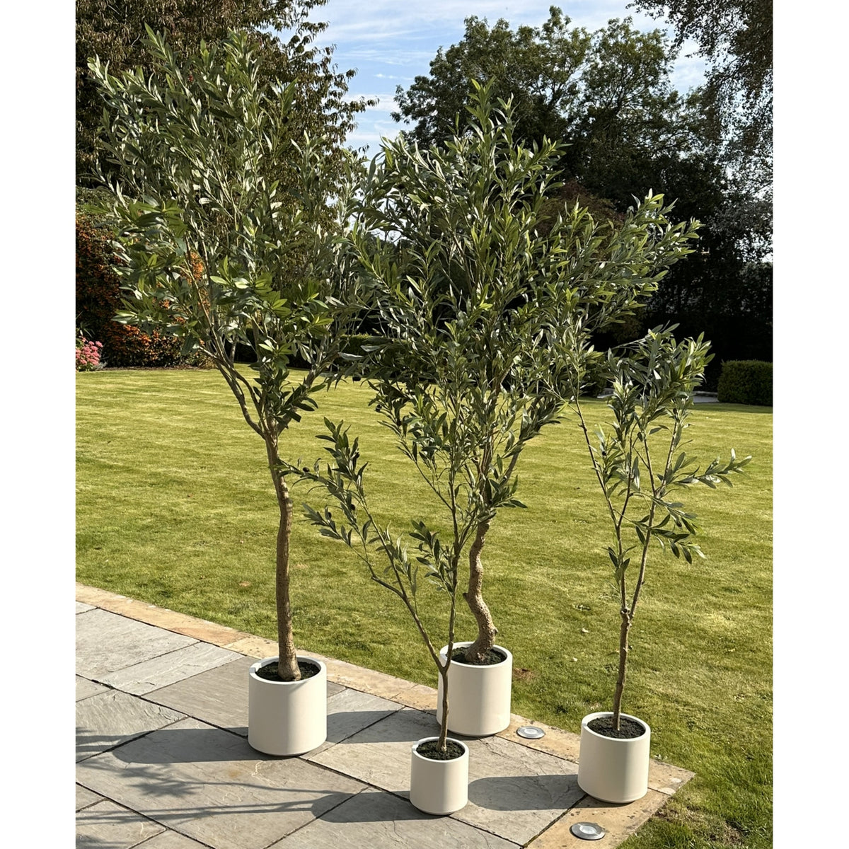 Apulia Olive Tree In White Pot 240Cm - PLAINLY DOES IT