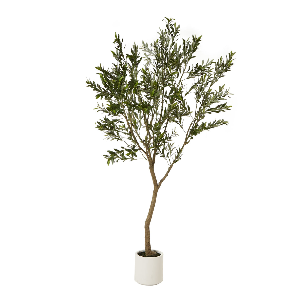 Apulia Olive Tree In White Pot 240Cm - PLAINLY DOES IT