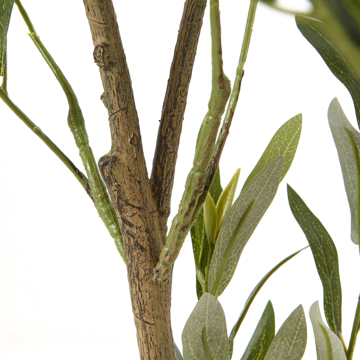 Apulia Olive Tree In White Pot 150Cm - PLAINLY DOES IT