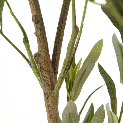 Apulia Olive Tree In White Pot 150Cm - PLAINLY DOES IT