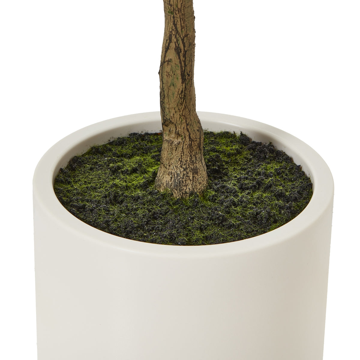 Apulia Olive Tree In White Pot 150Cm - PLAINLY DOES IT