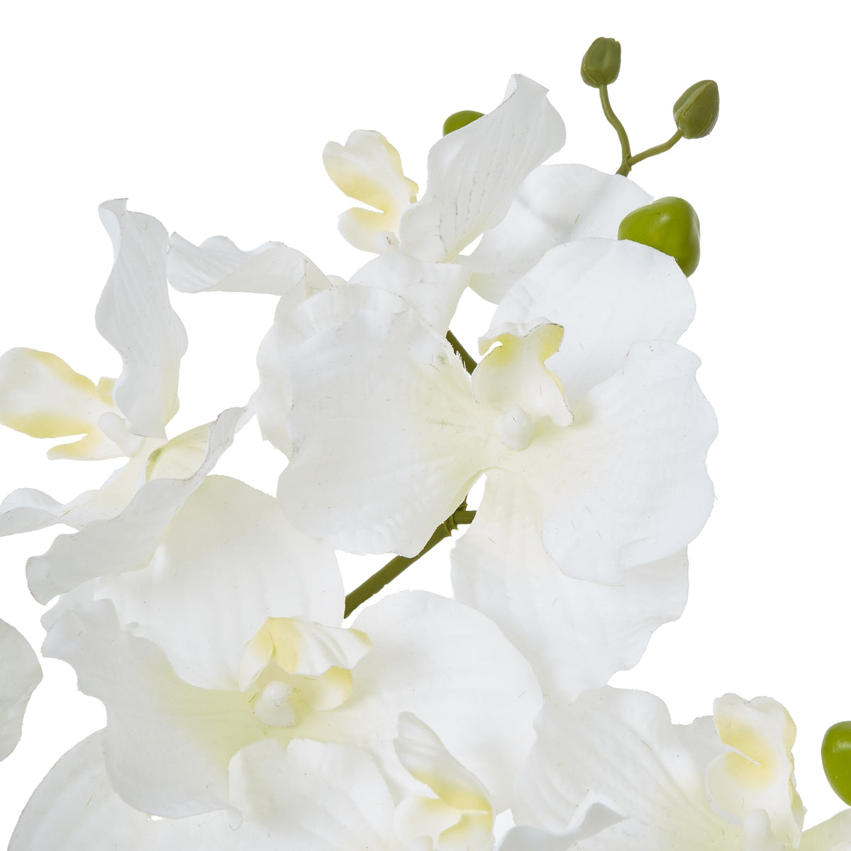 White Vanda Orchid Plant In Ceramic Pot - PLAINLY DOES IT