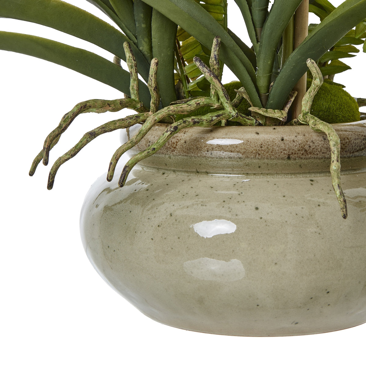 White Vanda Orchid Plant In Ceramic Pot - PLAINLY DOES IT