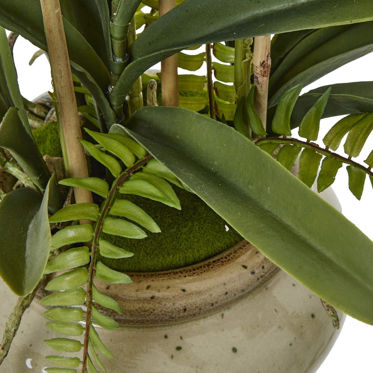 White Vanda Orchid Plant In Ceramic Pot - PLAINLY DOES IT